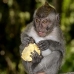 monkey_macaque_balinese_mf_ubud_v_1175_bal4893.jpg